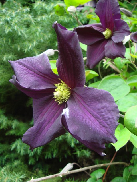 Clematis x 'Romantika' fleur